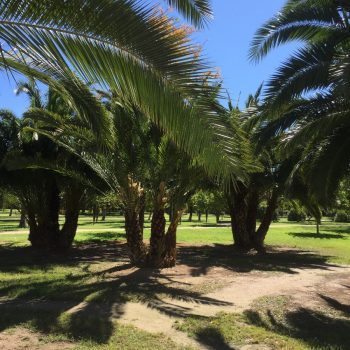 Turia park
